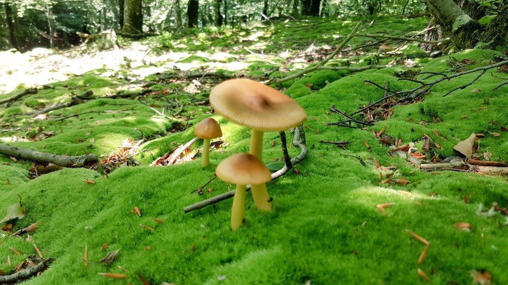 Koikili Aterpetxea Ostello Ochandiano Esterno foto
